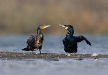 "Nee, die Fische auf der linken Seite sind einfach besser"