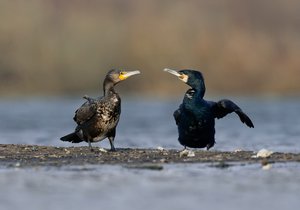 "Nee, die Fische auf der linken Seite sind einfach besser"