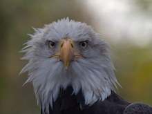 Weißkopfadler Portrait