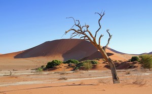 Die Stille Schönheit der Wüste