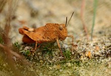 Blauflüglige Ödlandschrecke, Weibchen, Rotbraune Phase, ohne Streifung...