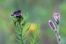 Friedliche Koexistenz in der Wildblumenwiese