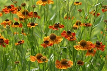 Blumenwiese