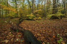 Herbstwald