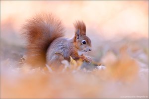 Eichhörnchen im Herbstlaub