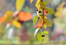 Herbstlaub mit Beeren