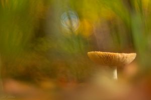 Kleine     Pilzträumerei....