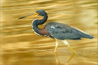 Goldener Dreifarbenreiher