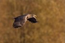 Seeadler ...