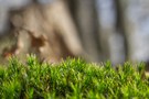 Miniwald