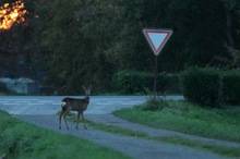 Vorfahrt achten!