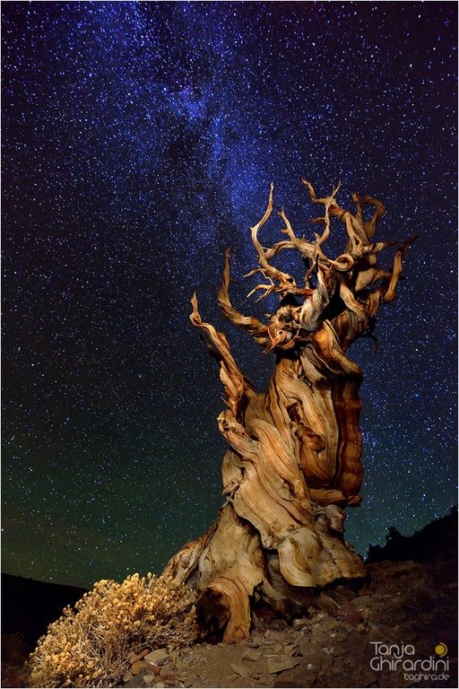 Bristlecone Pine