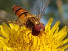 Schwebfliege im Fokus