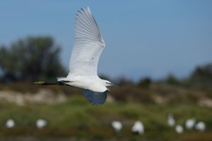 Seidenreiher (Egretta garzetta)