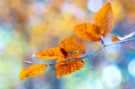 Die Farbpalette des Herbstes ...