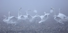 Ganz frisch aus dem heutigen, frostigen Nebel: