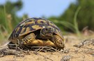 Griechische Landschildkröte im Dünenhabitat