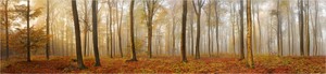 Herbst im Buchenwald