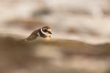 Sandregenpfeifer auf Lanzarote