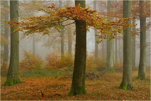 Herbst in den Buchen