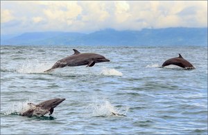 Delfine Isla Damas