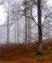 Nebel im Bergwald