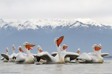 Krauskopfpelikane am Kerkinisee