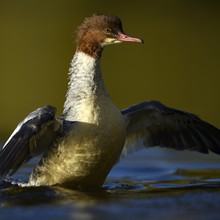 Gänsesäger...