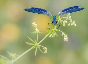 Vor Sommerblumen