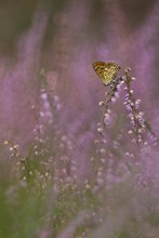 Trio - Schmetterling...