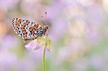 Erinnerung an den Sommer (Roter Scheckenfalter)