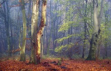 Nebel weicht der Sonne im Spätherbstwald