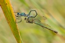 Scarce Emerald Damselfly - tandem