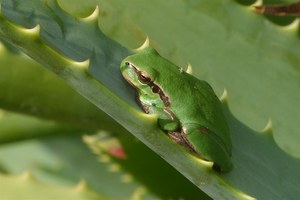 Laubfrosch beim Herbst-Sonnenbad