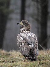 Seeadler