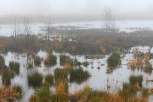 Novembernebel im Moor