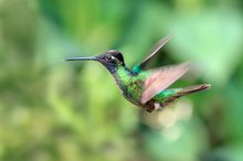 Magnificent Hummingbird (2)