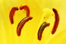 Blütendetail
