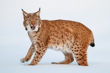 Luchs im Schnee