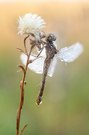 Herbstliche Heidelibelle