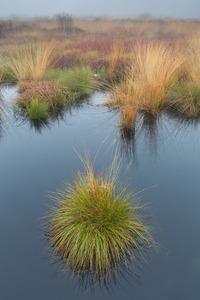 Nebelstimmung im Moor