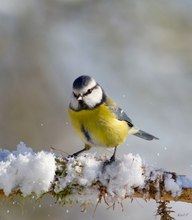 Blaumeise an der Winterfütterung