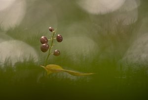 ``Zweiblättrige Schattenblume''