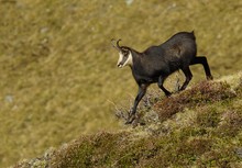 Der Alpenrosenbock