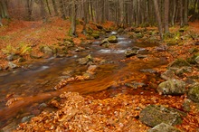 Verflossener Herbst