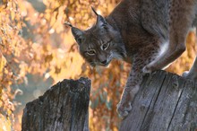 Herbstluchs