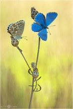 Himmelblauer Bläuling -  Polyommatus bellargus