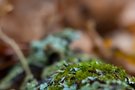 Miniwald 2