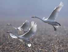 Mit Engelsflügeln im sonnigen Morgennebel...