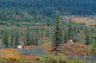Herbstliches Idyll während des Indian Summer in Alaska